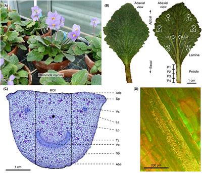 Kinematical, Structural and Mechanical Adaptations to Desiccation in Poikilohydric Ramonda myconi (Gesneriaceae)